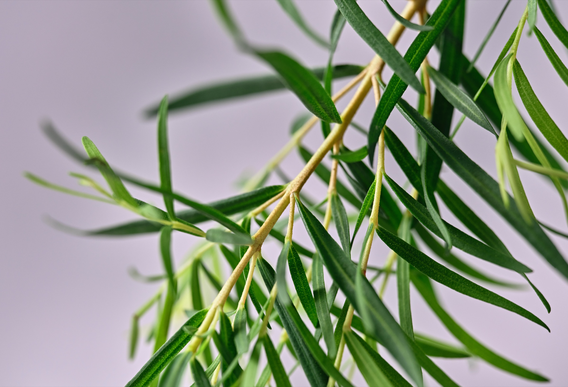 Zweig des australischen Teebaums (Melaleuca alternifolia) mit schmalen grünen Blättern vor hellem Hintergrund